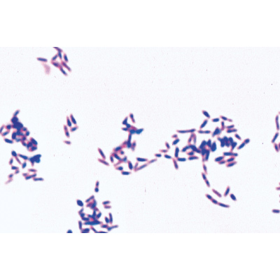 S&eacute;rie de base de bact&eacute;ries - Portugais, 1003886 [W13011P], Lames microscopiques Portugais