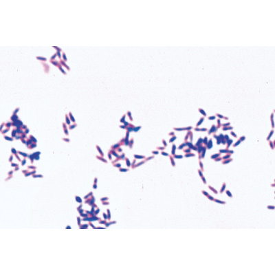 Colección Básica de Bacterias, İspanyolca (25'li), 1003887 [W13011S], Mikroskop Kaydırıcılar LIEDER