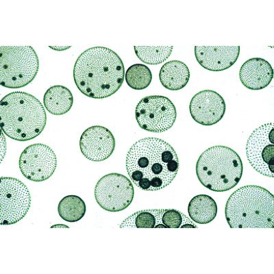 Algae - German Slides, 1003888 [W13012], 显微镜载玻片