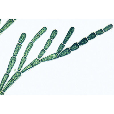 Algen (Algae), Almanca (30'lu), 1003888 [W13012], Mikroskop Kaydırıcılar LIEDER
