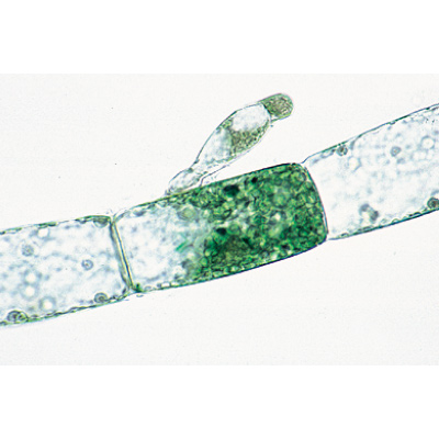 Algae - German Slides, 1003888 [W13012], 显微镜载玻片