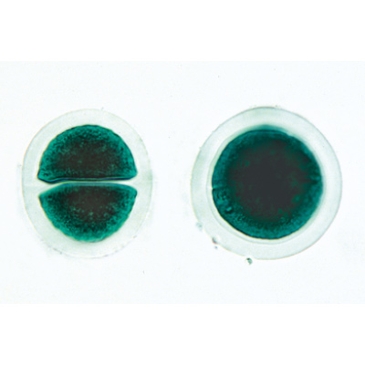 Algues - Fran&ccedil;ais, 1003889 [W13012F], Lames microscopiques Fran&ccedil;ais