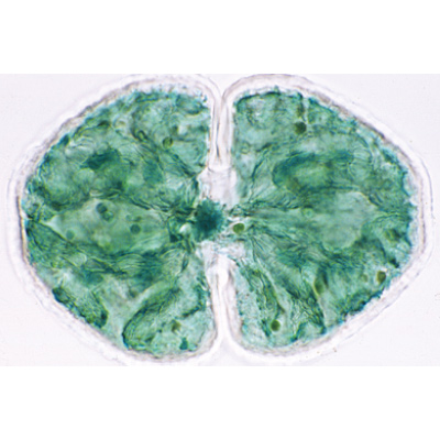 Algues - Fran&ccedil;ais, 1003889 [W13012F], Lames microscopiques Fran&ccedil;ais