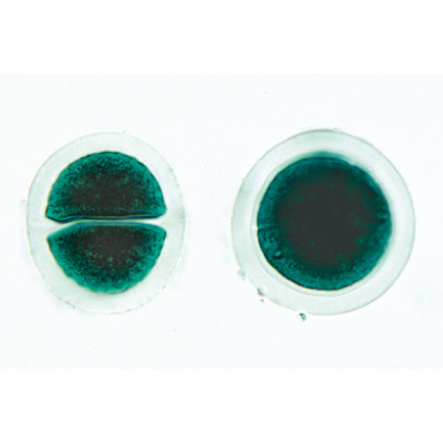Algas - Português, 1003890 [W13012P], Preparados para microscopia LIEDER