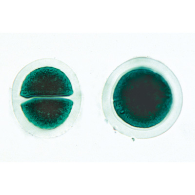 Водоросли. На испанском языке, 1003891 [W13012S], Испанский