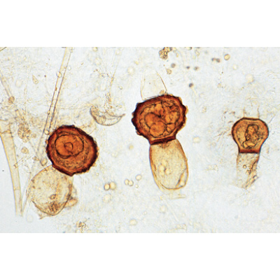 Fungi and Lichen - French, 1003893 [W13013F], 显微镜载玻片