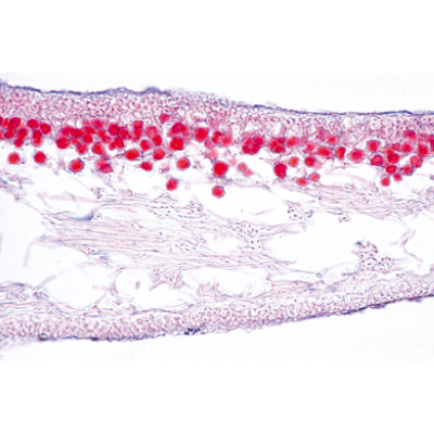 Champignons et lichens - Espagnol, 1003895 [W13013S], Préparations microscopiques LIEDER