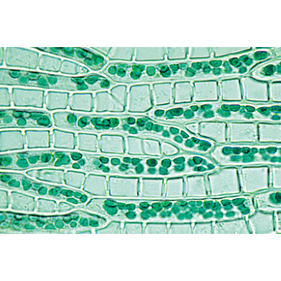 Briofiti (Bryophyta), 1003896 [W13014], Tedesco