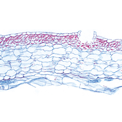 Bryophytes (sphaignes et mousses) - Allemand, 1003896 [W13014], Préparations microscopiques LIEDER