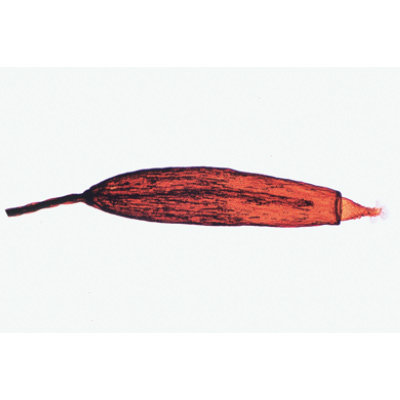 Mosspflanzen (Bryophyta), Almanca (15'li), 1003896 [W13014], Almanca