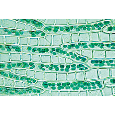 Moospflanzen (Bryophyta) - Spanisch, 1003899 [W13014S], Spanisch