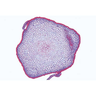 Briofitas (Hepáticas y Musgos), İspanyolca (15'li), 1003899 [W13014S], Mikroskop Kaydırıcılar LIEDER