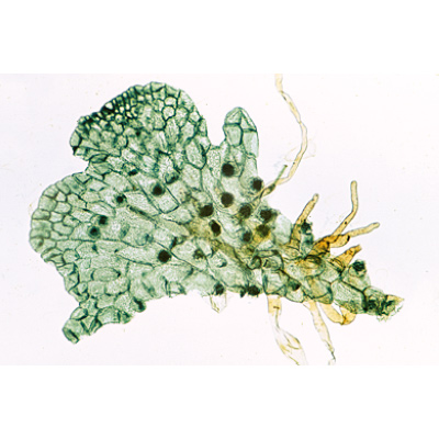 Pteridophytes (Ferns and Fern Allies) - German Slides, 1003900 [W13015], 显微镜载玻片