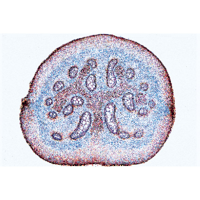 Pteridophytes (fougères et alliés) - Allemand, 1003900 [W13015], Lames microscopiques Allemand