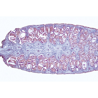 Pteridofite (Pteridophyta) - Francese, 1003901 [W13015F], Micropreparati LIEDER
