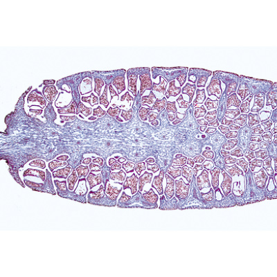 Pteridofite (Pteridophyta) - Portoghese, 1003902 [W13015P], Micropreparati LIEDER