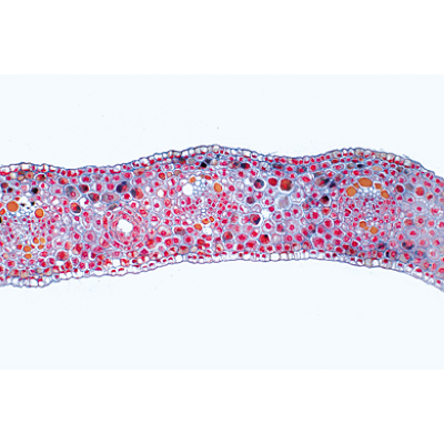 Angiospermae I. Gymnospermae - German Slides, 1003904 [W13016], 현미경 슬라이드 LIEDER