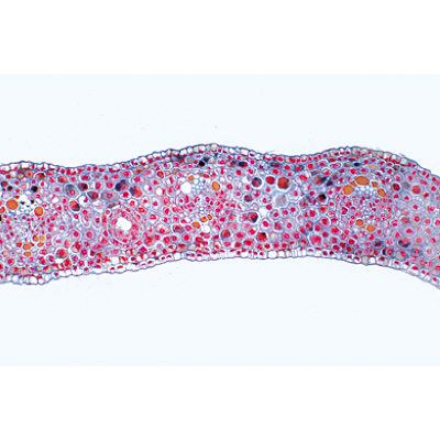 Gymnospermes - Allemand, 1003904 [W13016], Lames microscopiques Allemand