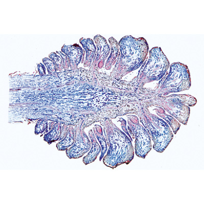 Gymnospermes - Allemand, 1003904 [W13016], Lames microscopiques Allemand