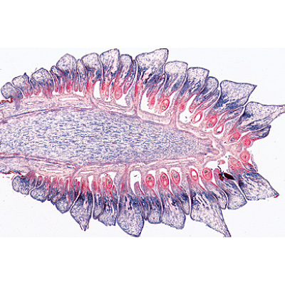 Angiospermae I. Gymnospermae - German Slides, 1003904 [W13016], 현미경 슬라이드 LIEDER