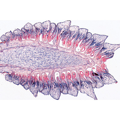 Gymnospermes - Allemand, 1003904 [W13016], Lames microscopiques Allemand