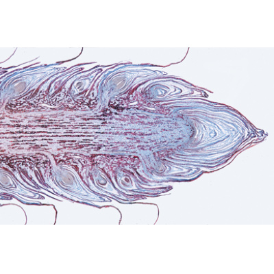 Angiospermae I. Gymnospermae - German Slides, 1003904 [W13016], 显微镜载玻片