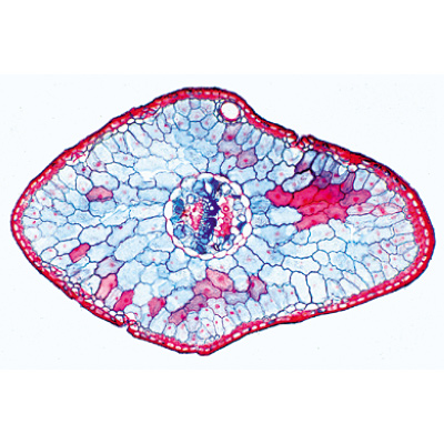 Gymnospermes - Allemand, 1003904 [W13016], Lames microscopiques Allemand
