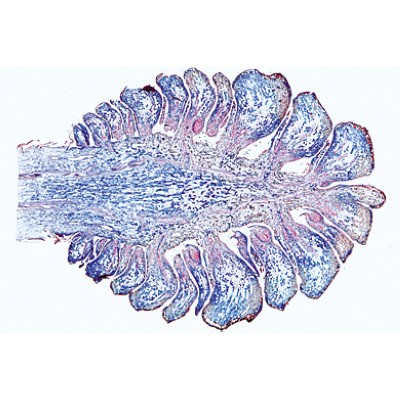 Angiospermae I. Gymnospermae - French, 1003905 [W13016F], 显微镜载玻片