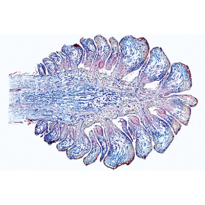 Fanerogame I. Gimnosperme (Gymnospermae) - Portoghese, 1003906 [W13016P], Micropreparati LIEDER