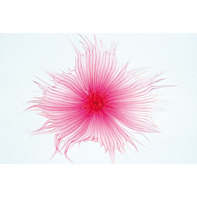 Angiospermes, cellules et tissus - Allemand, 1003908 [W13017], Lames microscopiques Allemand
