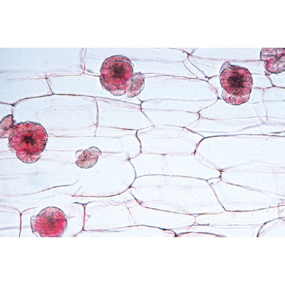Angiospermes, cellules et tissus - Allemand, 1003908 [W13017], Lames microscopiques Allemand