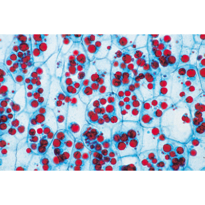 Angiospermes, cellules et tissus - Portugais, 1003910 [W13017P], Lames microscopiques Portugais