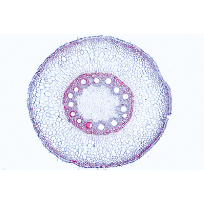 Angiospermes, racines - Allemand, 1003912 [W13018], Lames microscopiques Allemand