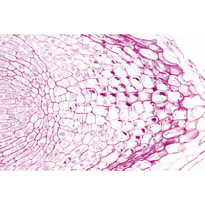 Angiospermae III. Roots - German Slides, 1003912 [W13018], 显微镜载玻片