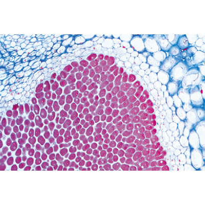 Angiospermae III. Roots - German Slides, 1003912 [W13018], 현미경 슬라이드 LIEDER