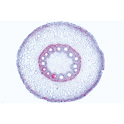 Angiospermae III. Roots - French, 1003913 [W13018F], 显微镜载玻片
