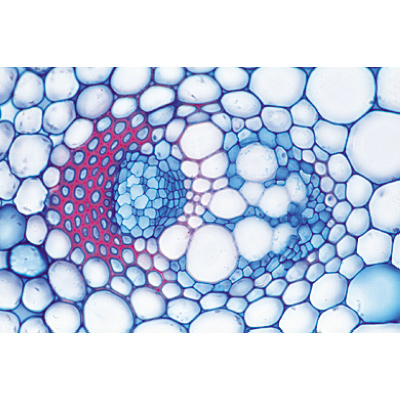 Angiospermae IV. Stems - French, 1003917 [W13019F], 현미경 슬라이드 LIEDER
