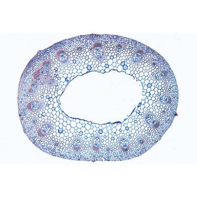 Angiospermae IV. Stems - French, 1003917 [W13019F], Microscope Slides LIEDER