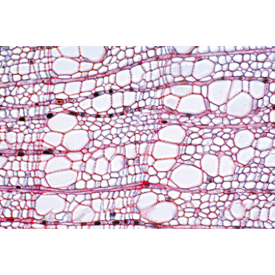 Angiospermae IV. Stems - French, 1003917 [W13019F], French