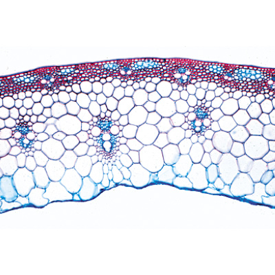Angiospermae IV. Stems - Portuguese Slides, 1003918 [W13019P], 현미경 슬라이드 LIEDER