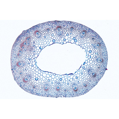 Angiospermas, Caule. Portekizce (20'li), 1003918 [W13019P], Mikroskop Kaydırıcılar LIEDER