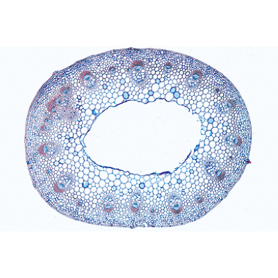 Angiospermes, tiges - Portugais, 1003918 [W13019P], Lames microscopiques Portugais