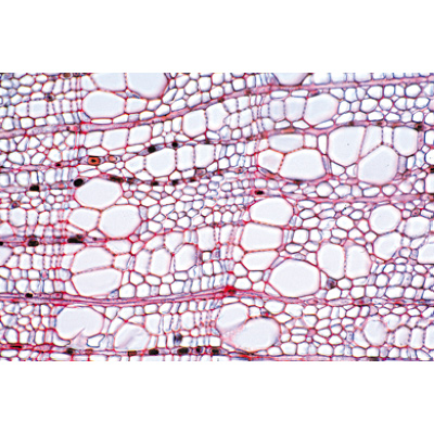 Angiospermes, tiges - Espagnol, 1003919 [W13019S], Lames microscopiques Espagnol