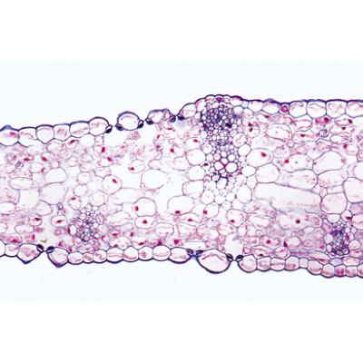 Angiospermae V. Leafs - German Slides, 1003920 [W13020], 显微镜载玻片