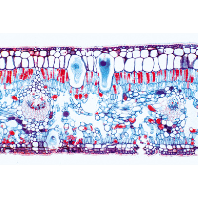 Angiospermae V. Leafs - German Slides, 1003920 [W13020], 显微镜载玻片