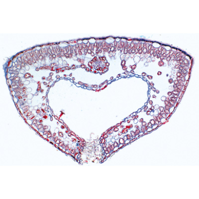 Angiospermes, feuilles - Allemand, 1003920 [W13020], Lames microscopiques Allemand