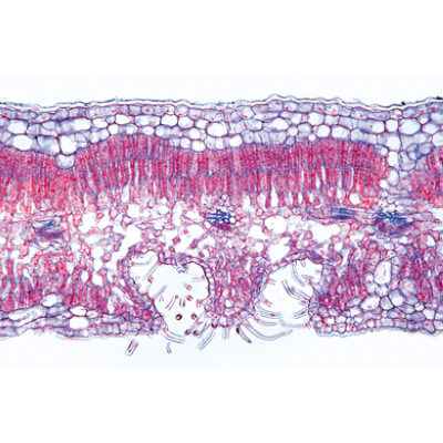 Angiospermes, Feuilles. Fransızca (15'li), 1003921 [W13020F], Mikroskop Kaydırıcılar LIEDER