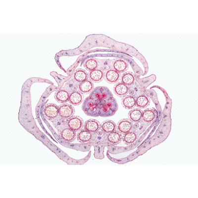 Angiospermae VI. Flowers - German Slides, 1003924 [W13021], 현미경 슬라이드 LIEDER