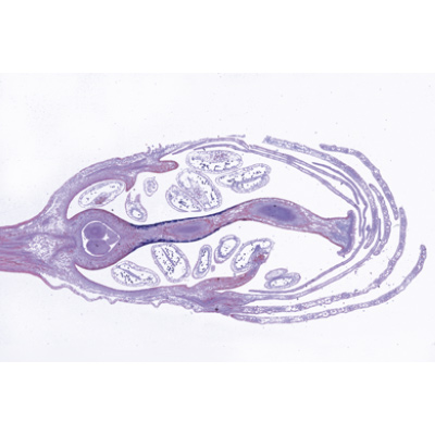 Angiospermae VI. Flowers - French, 1003925 [W13021F], Microscope Slides LIEDER