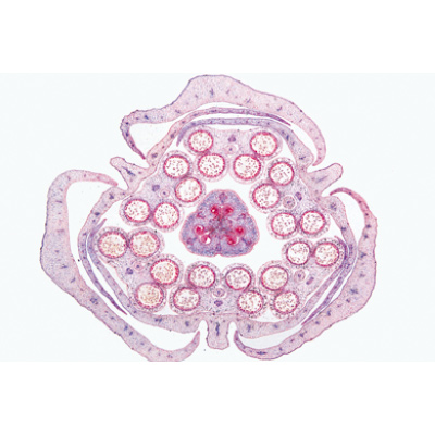 Angiospermae VI. Flowers - French, 1003925 [W13021F], 현미경 슬라이드 LIEDER